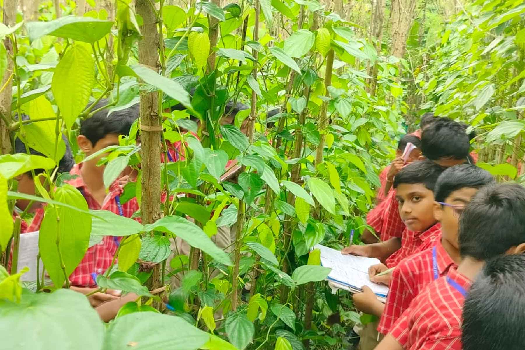 The Refreshing Betel 