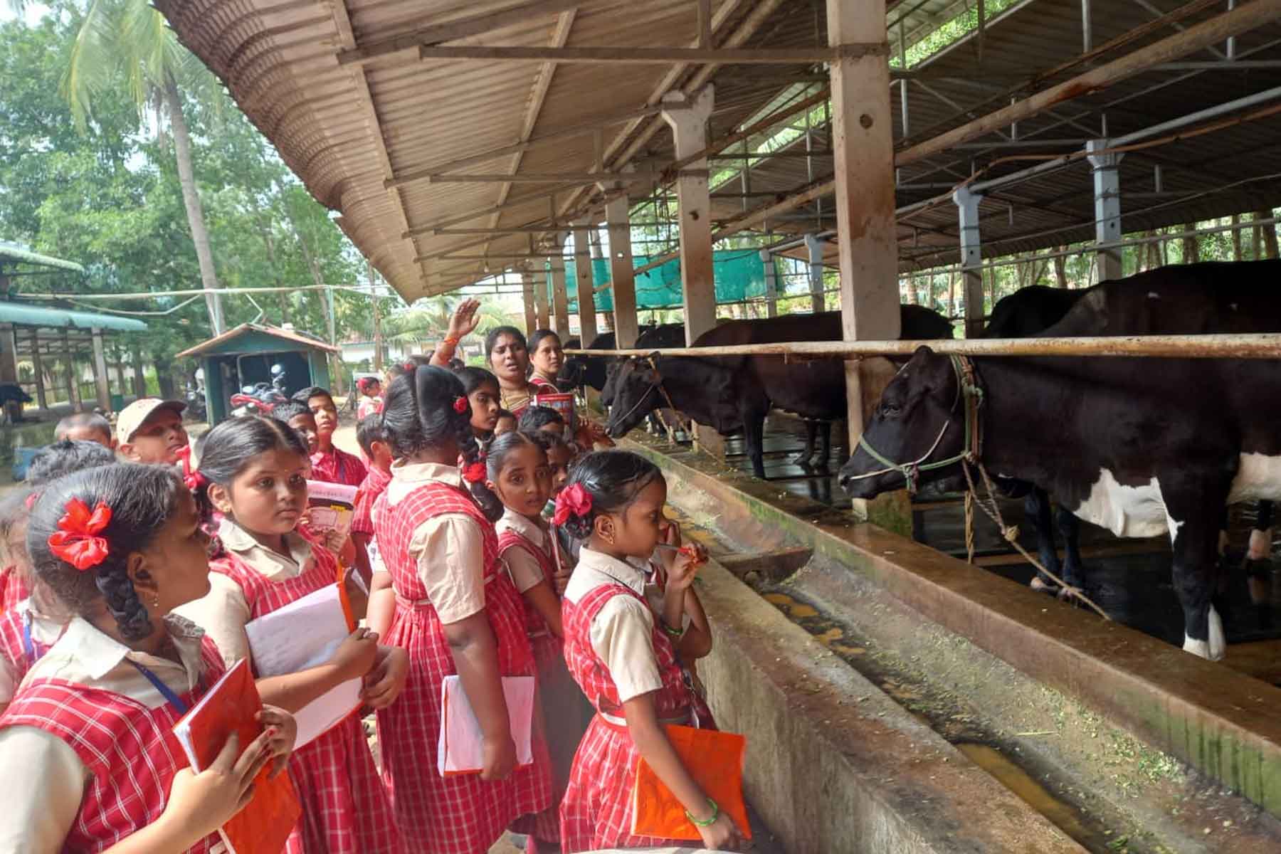 An Experiential Lesson in Dairy Management