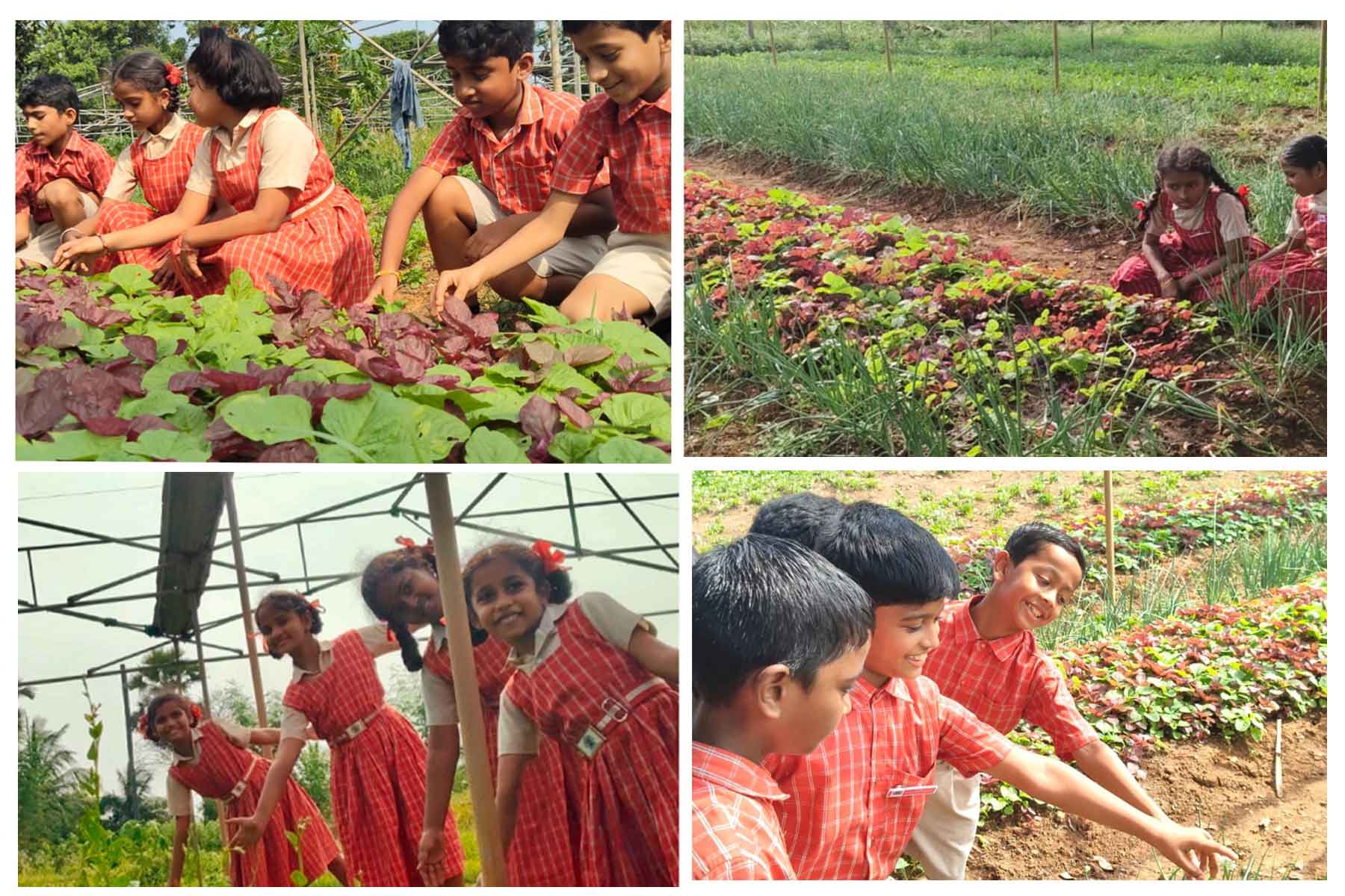 Exploring the World of Organic Farming